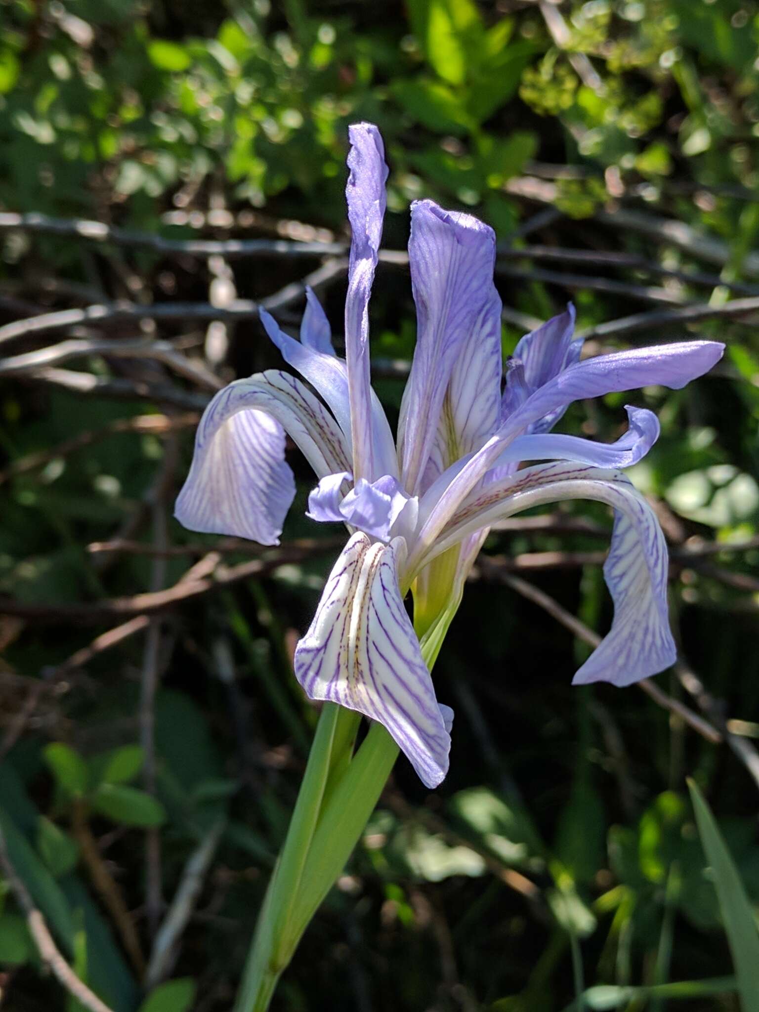 Image of Rocky Mountain iris