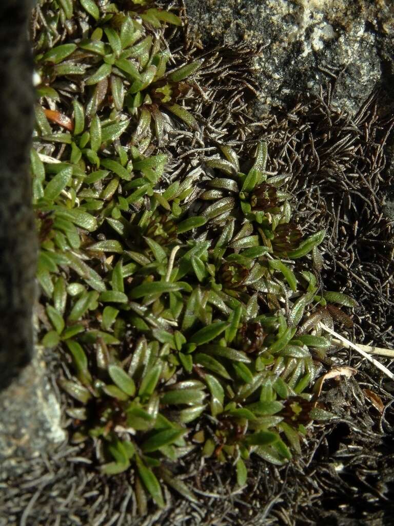 Image of Abrotanella pusilla (Hook. fil.) Hook. fil.