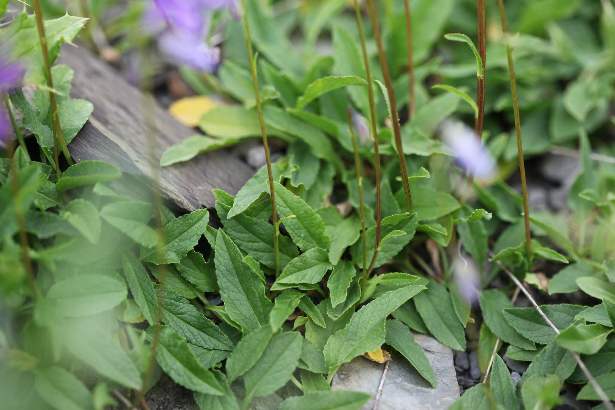 Image of Campanula collina Sims