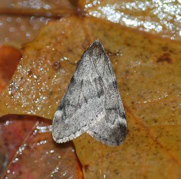 Image of Fall Cankerworm