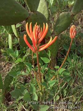 صورة Erythrina leptorhiza DC.