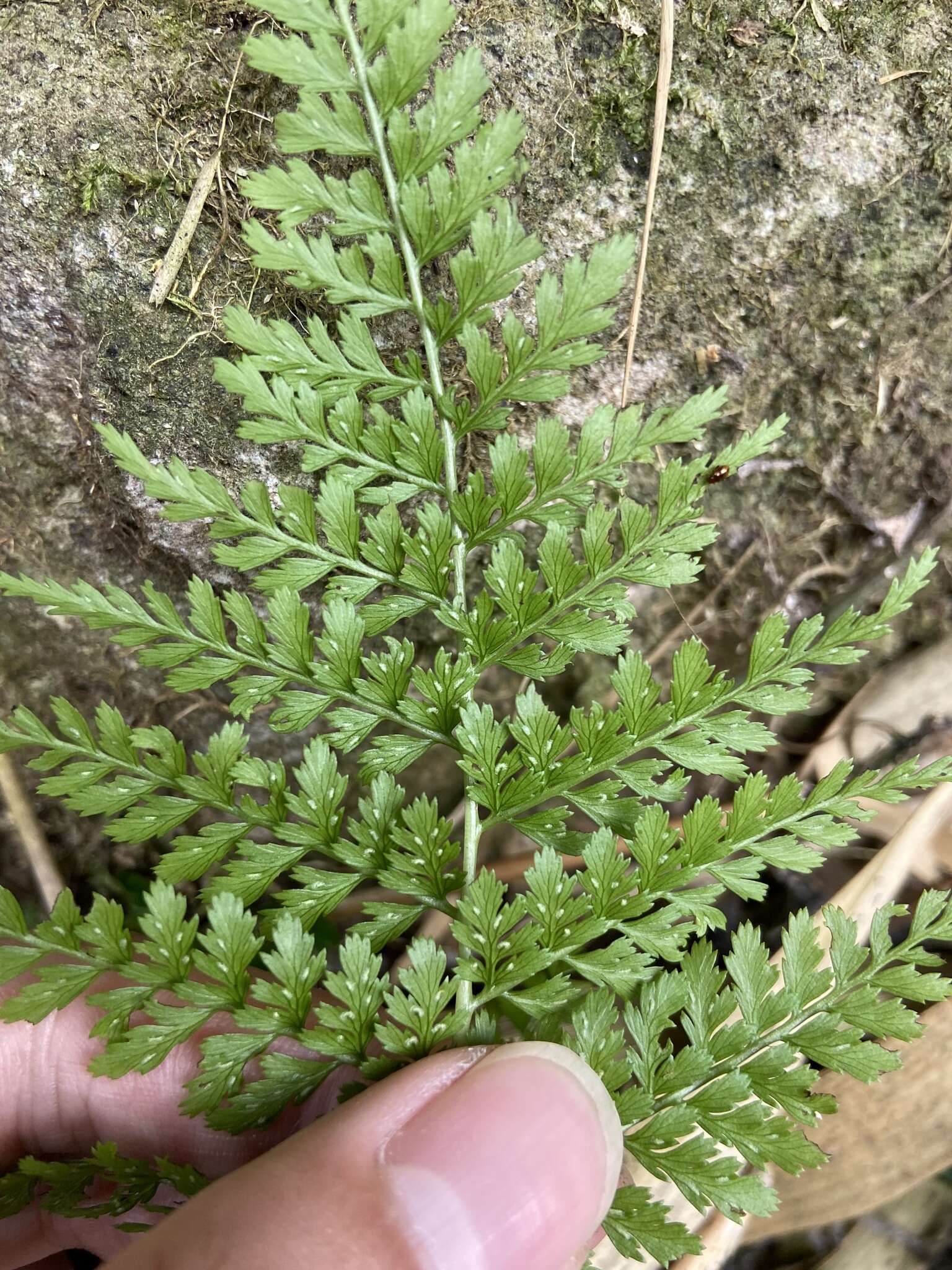 Imagem de Athyrium minimum Ching