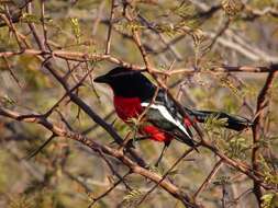 Image of Crimson-breasted Gonolek