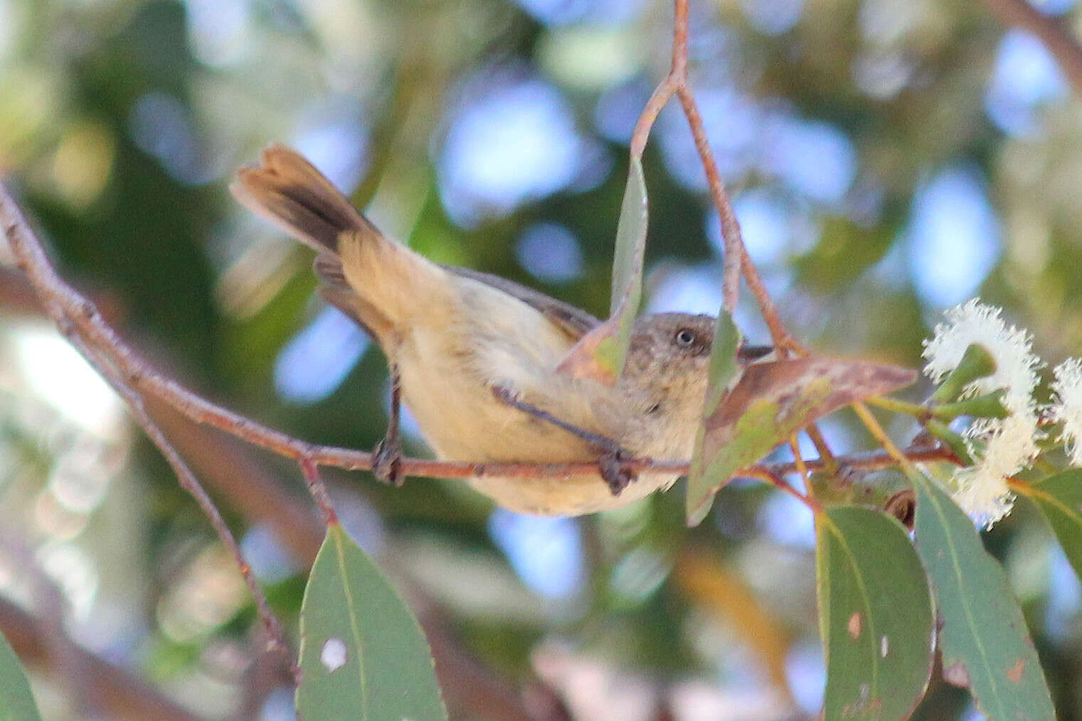 Image of Buff-rumped Thornbill