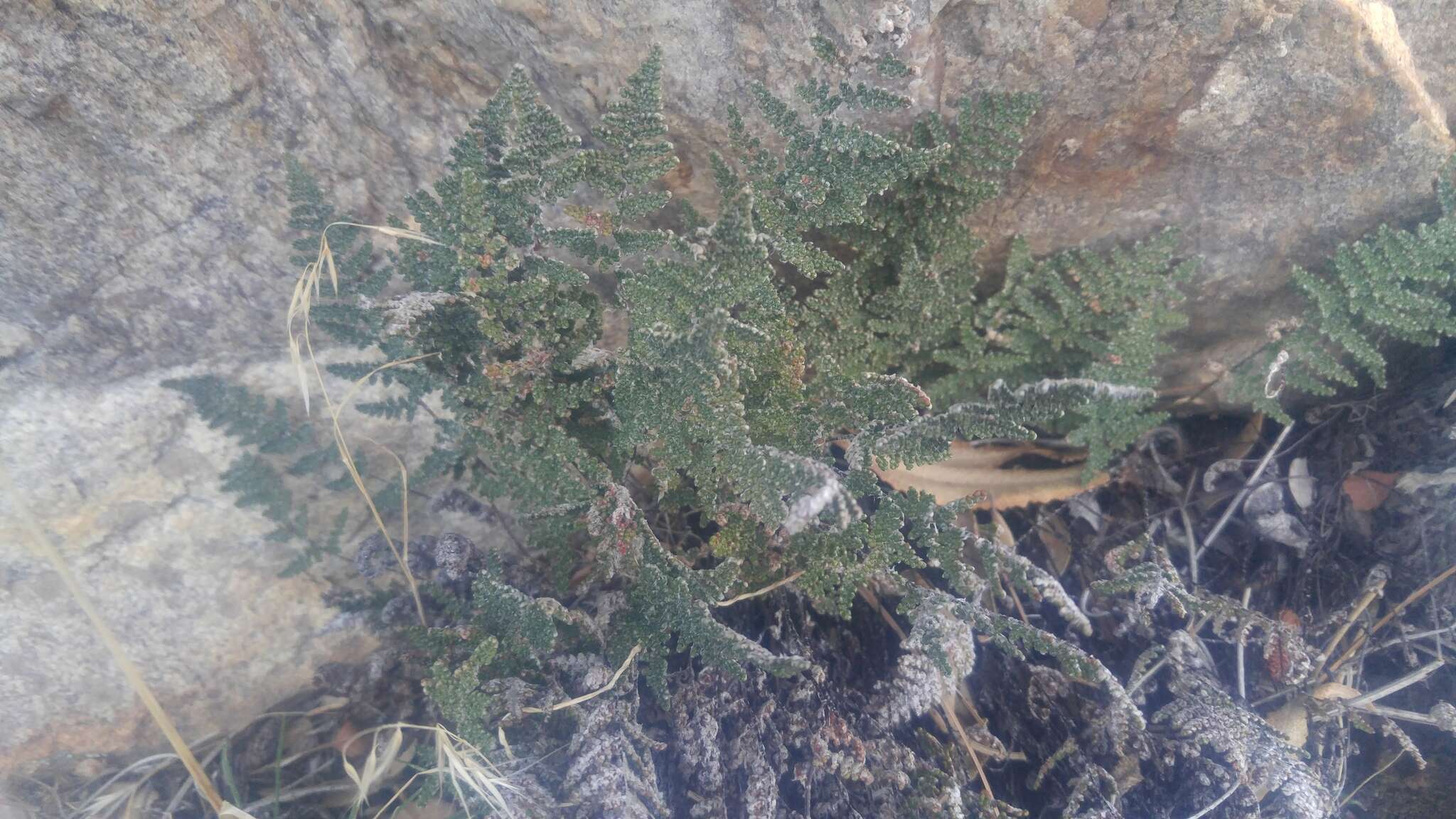 Image of Coville's lipfern