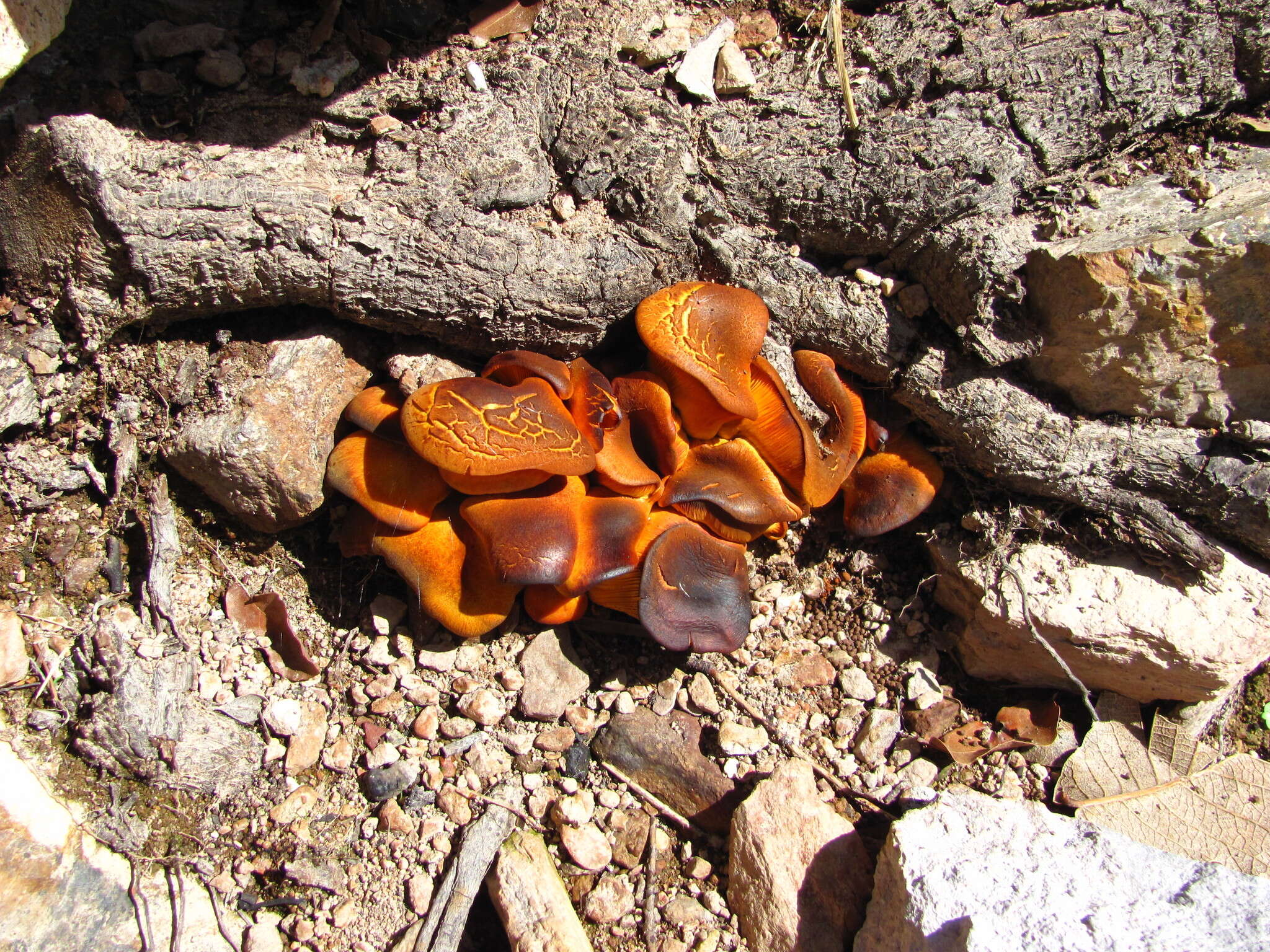 Plancia ëd Omphalotus subilludens (Murrill) H. E. Bigelow 1982