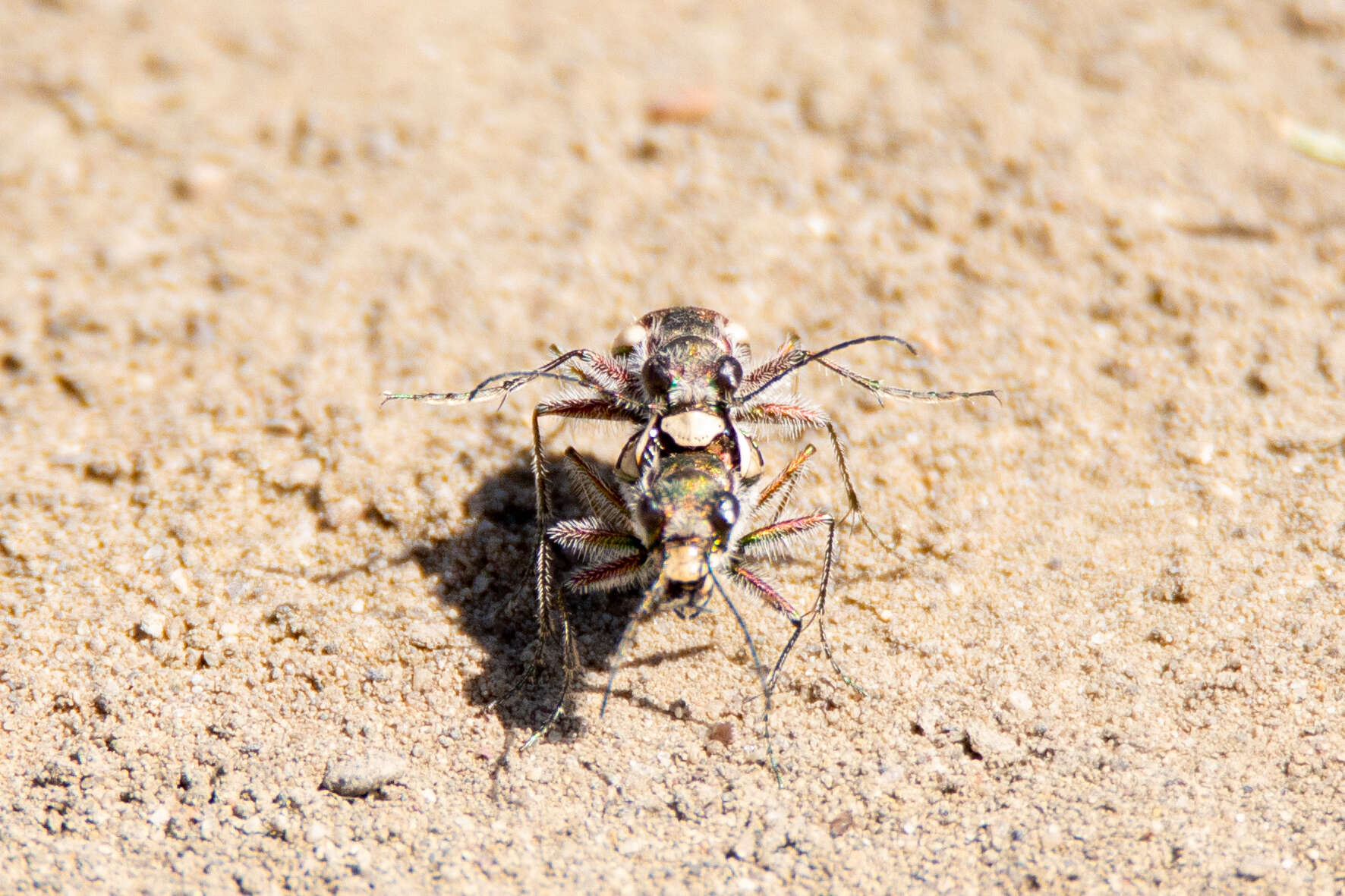 Image of Blowout tiger beetle