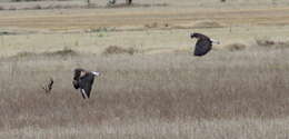 Image of White-tailed Hawk