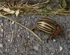 Image of Colorado potato beetle