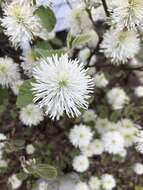 Imagem de Fothergilla gardenii Murr.