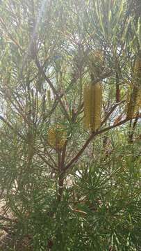Image of hairpin banksia