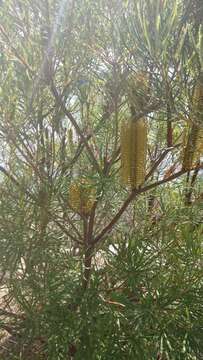 Imagem de Banksia spinulosa Sm.