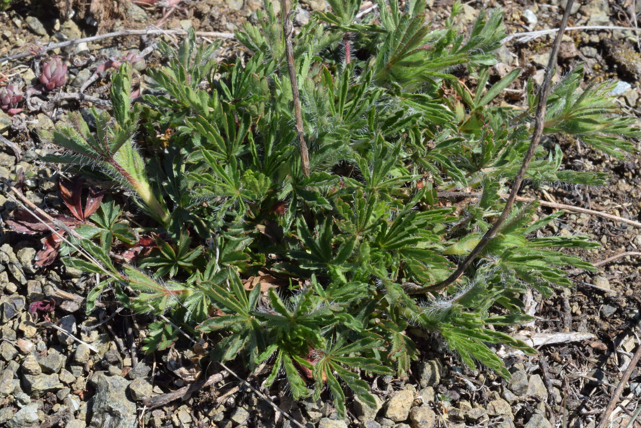 Image of Potentilla heptaphylla L.