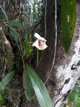 Image of Maxillaria fletcheriana Rolfe