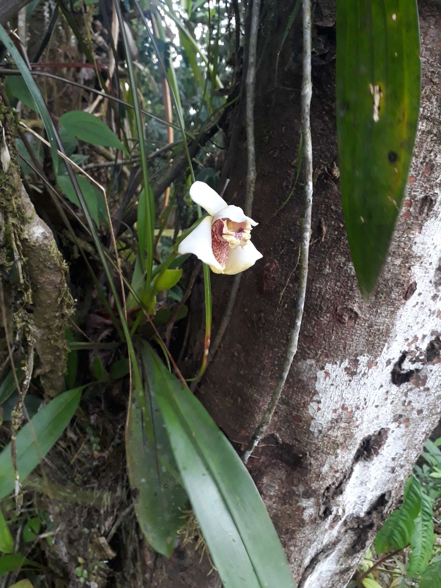 Imagem de Maxillaria fletcheriana Rolfe