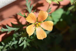 Image of Turnera sidoides L.