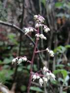 Image of Heuchera longipetala var. orizabensis (Hemsl.) R. A. Folk