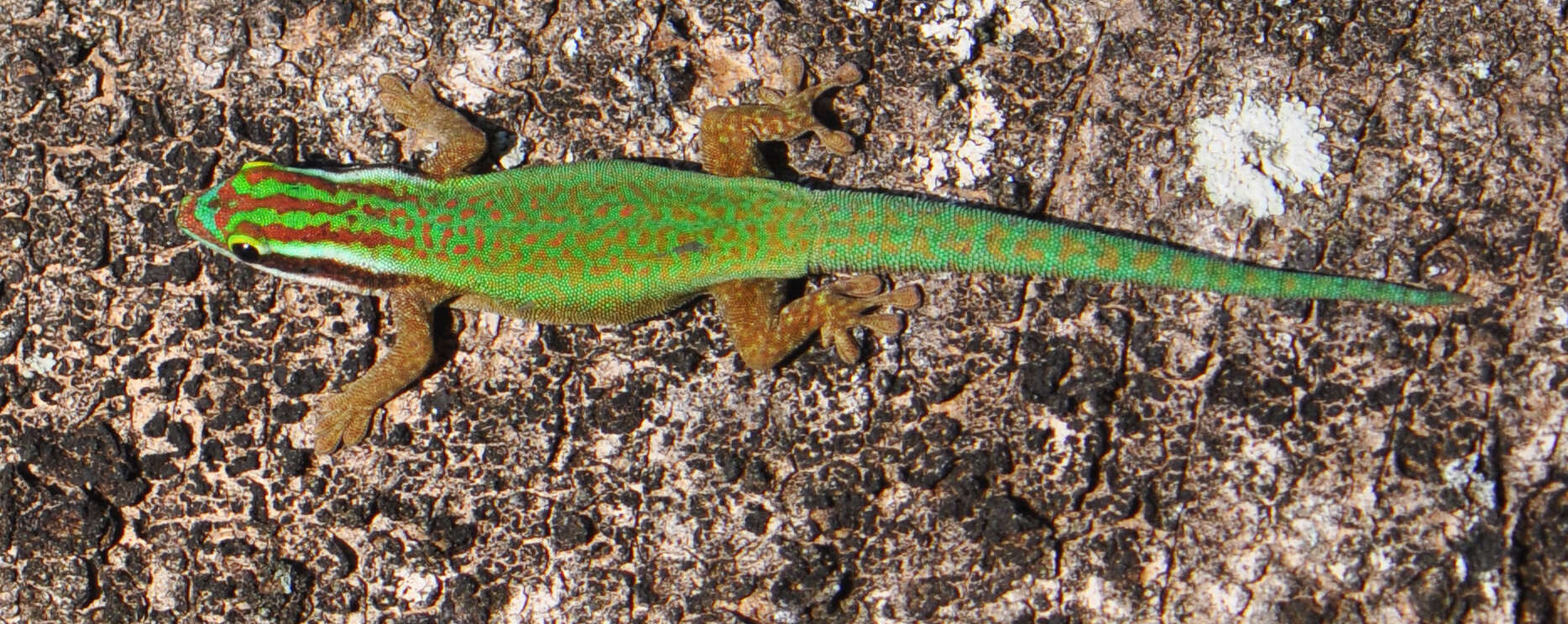 Image of Reunion Island ornate day gecko