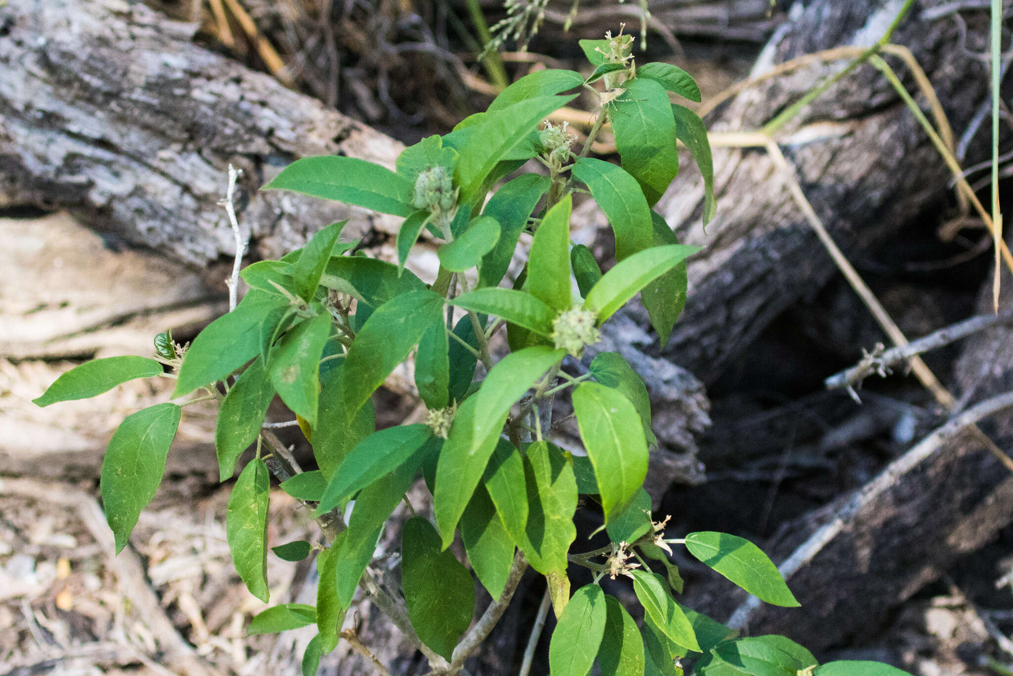 Imagem de Croton cortesianus Kunth