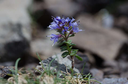 Image of Veronica nummularia Gouan