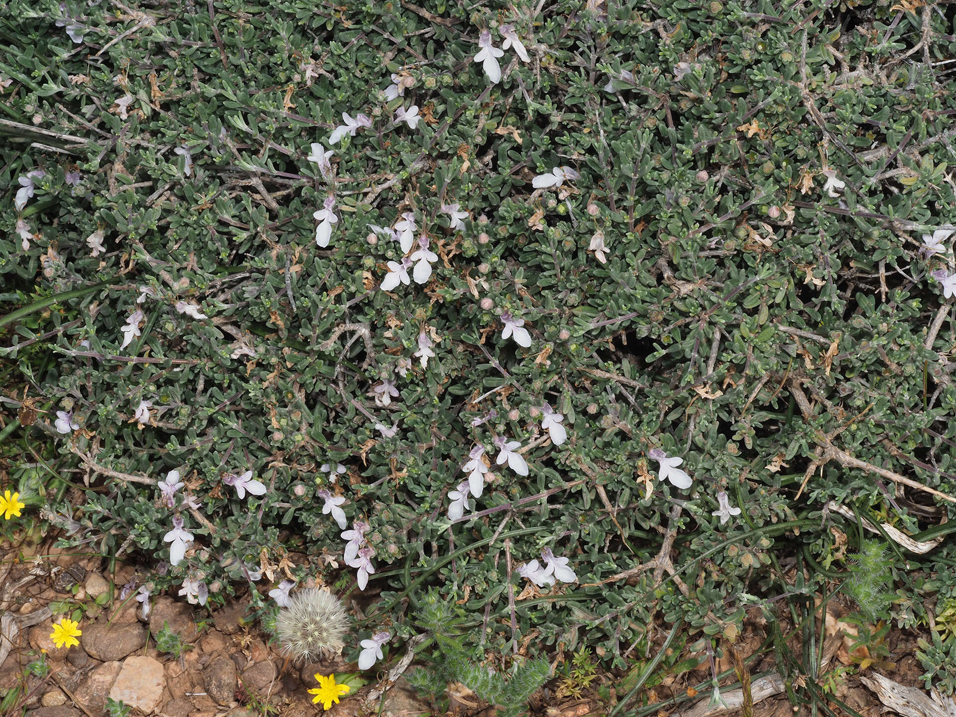 Sivun Teucrium brevifolium Schreb. kuva