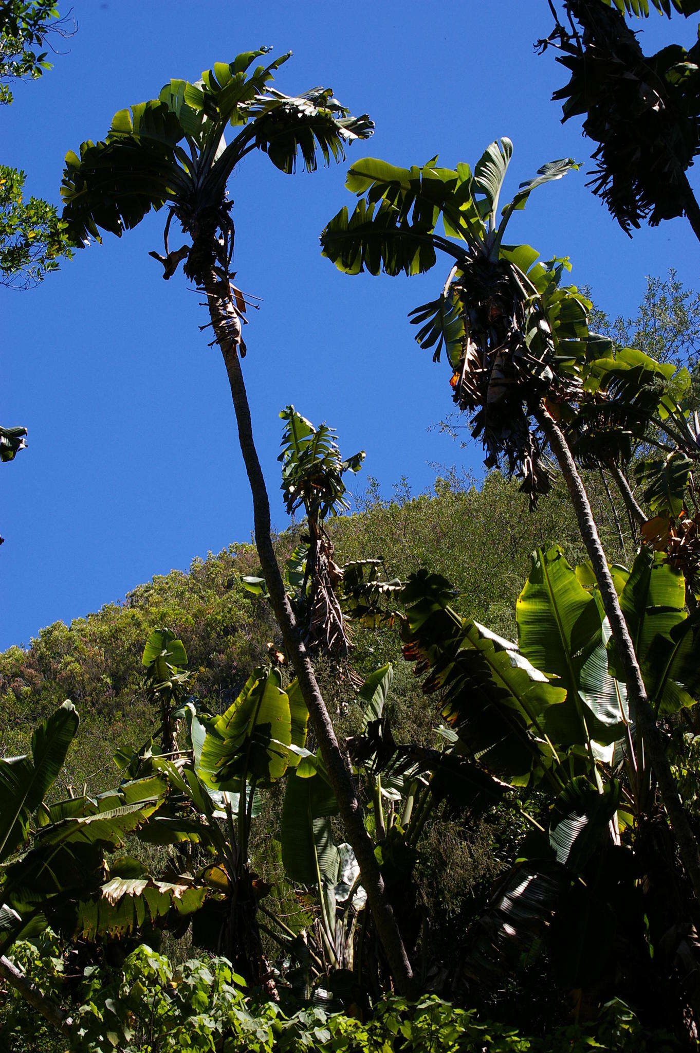 Imagem de Strelitzia alba (L. fil.) Skeels