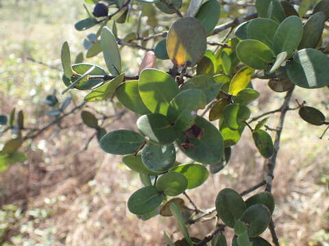 Image of Eugenia capensis subsp. capensis