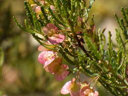 Image de Dodonaea lobulata F. Müll.