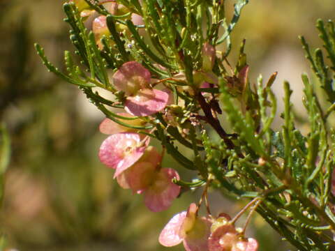 Image de Dodonaea lobulata F. Müll.