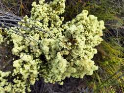 Image of Erica leucanthera L. fil.