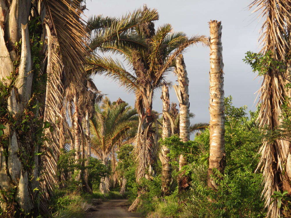 Image of Giant Palm