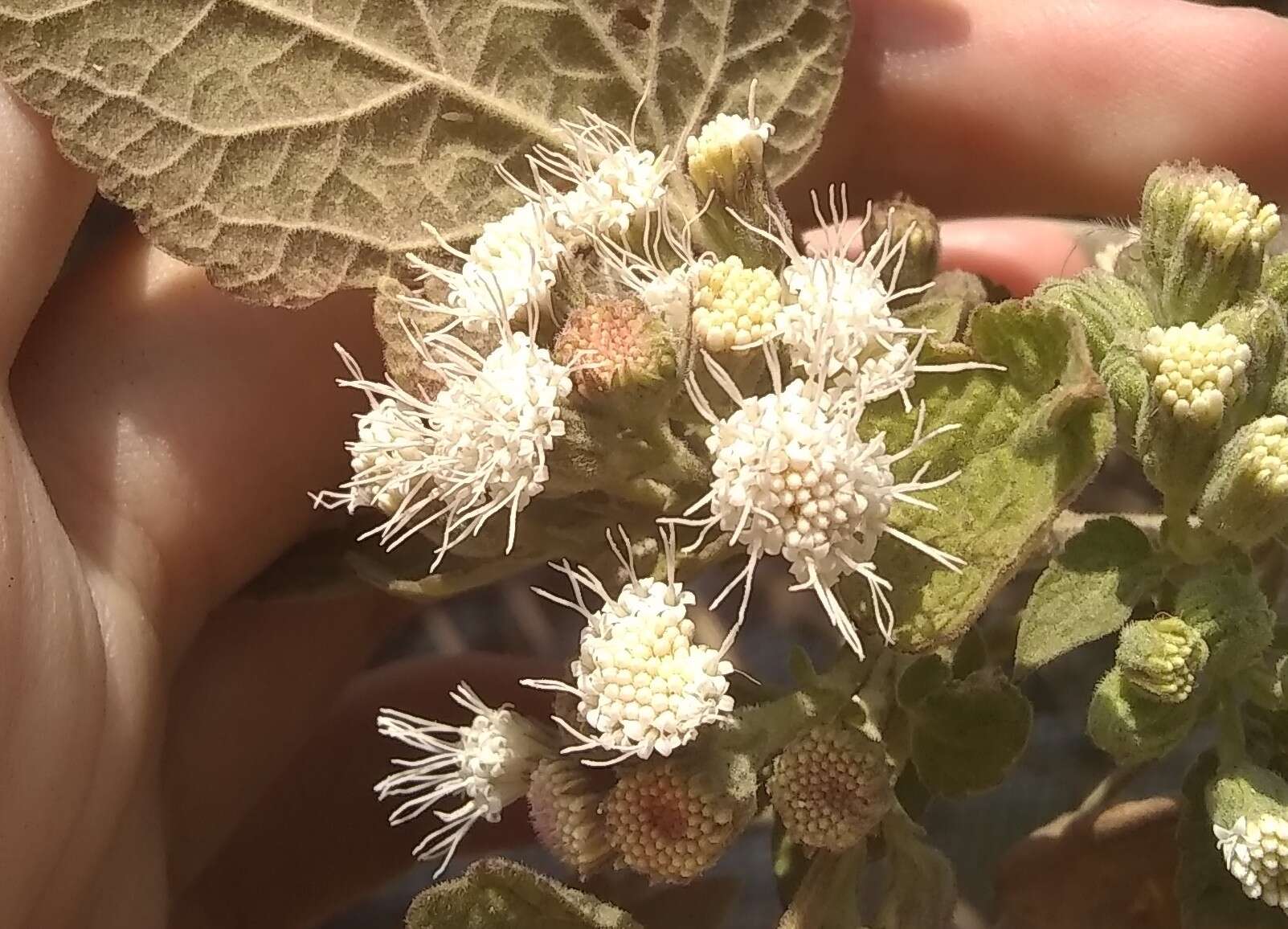 صورة Ageratina petiolaris (Mocino & Sesse ex DC.) R. King & H. Rob.