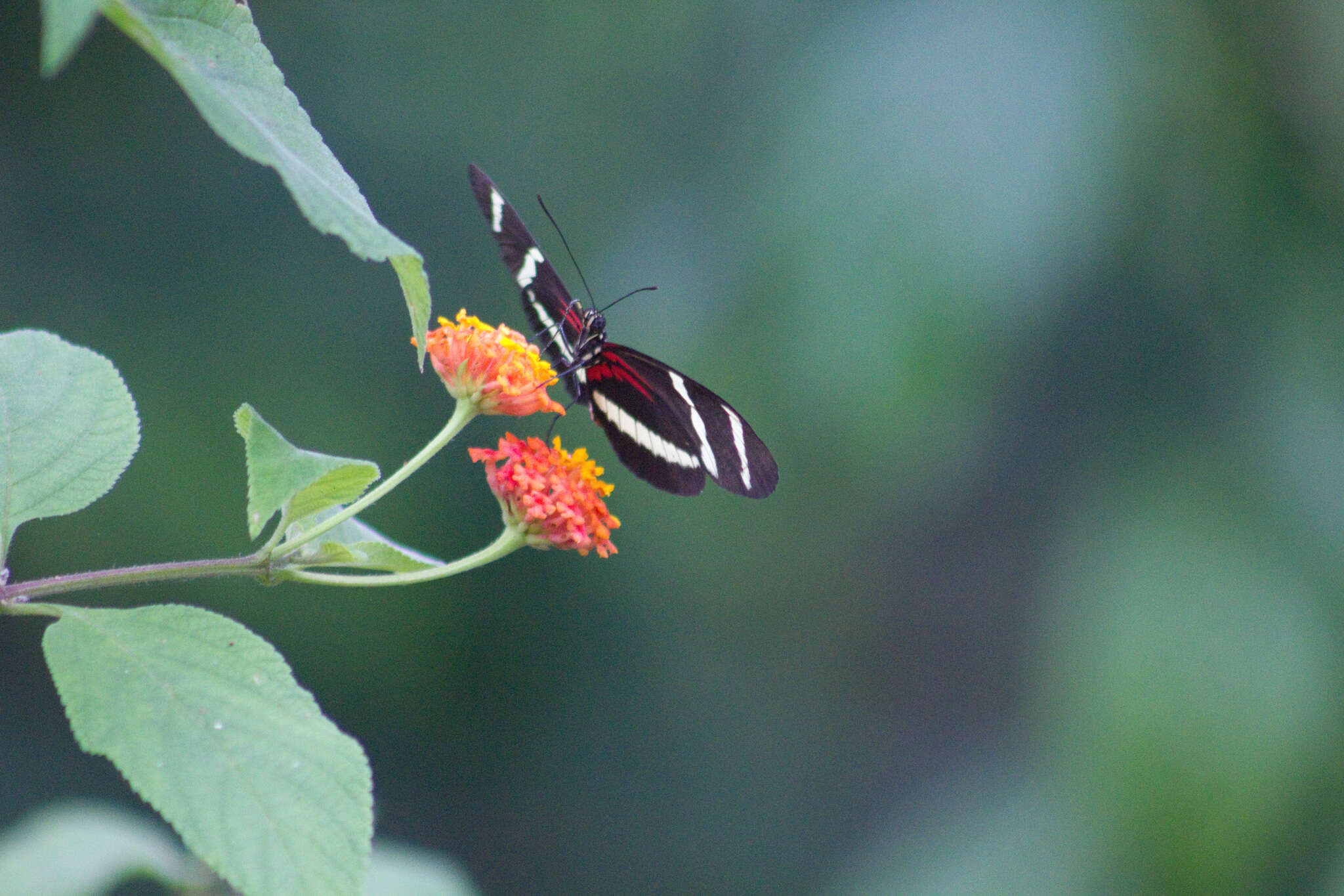 Image of Heliconius hewitsoni Staudinger 1875