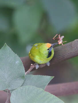 Image of Golden-fronted Leafbird