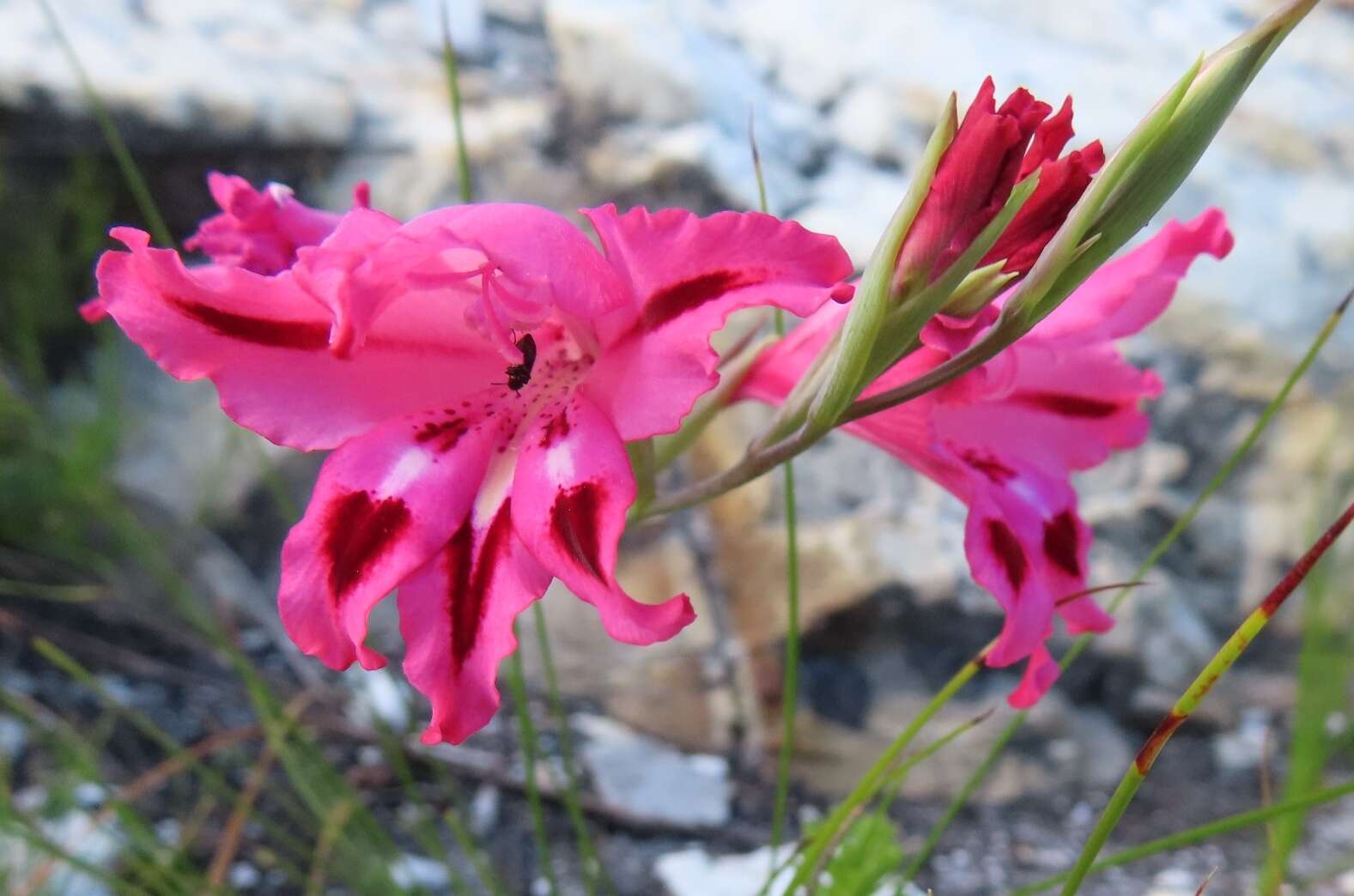 Image de Gladiolus crispulatus L. Bolus