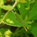Image of Mortonagrion selenion (Ris 1916)