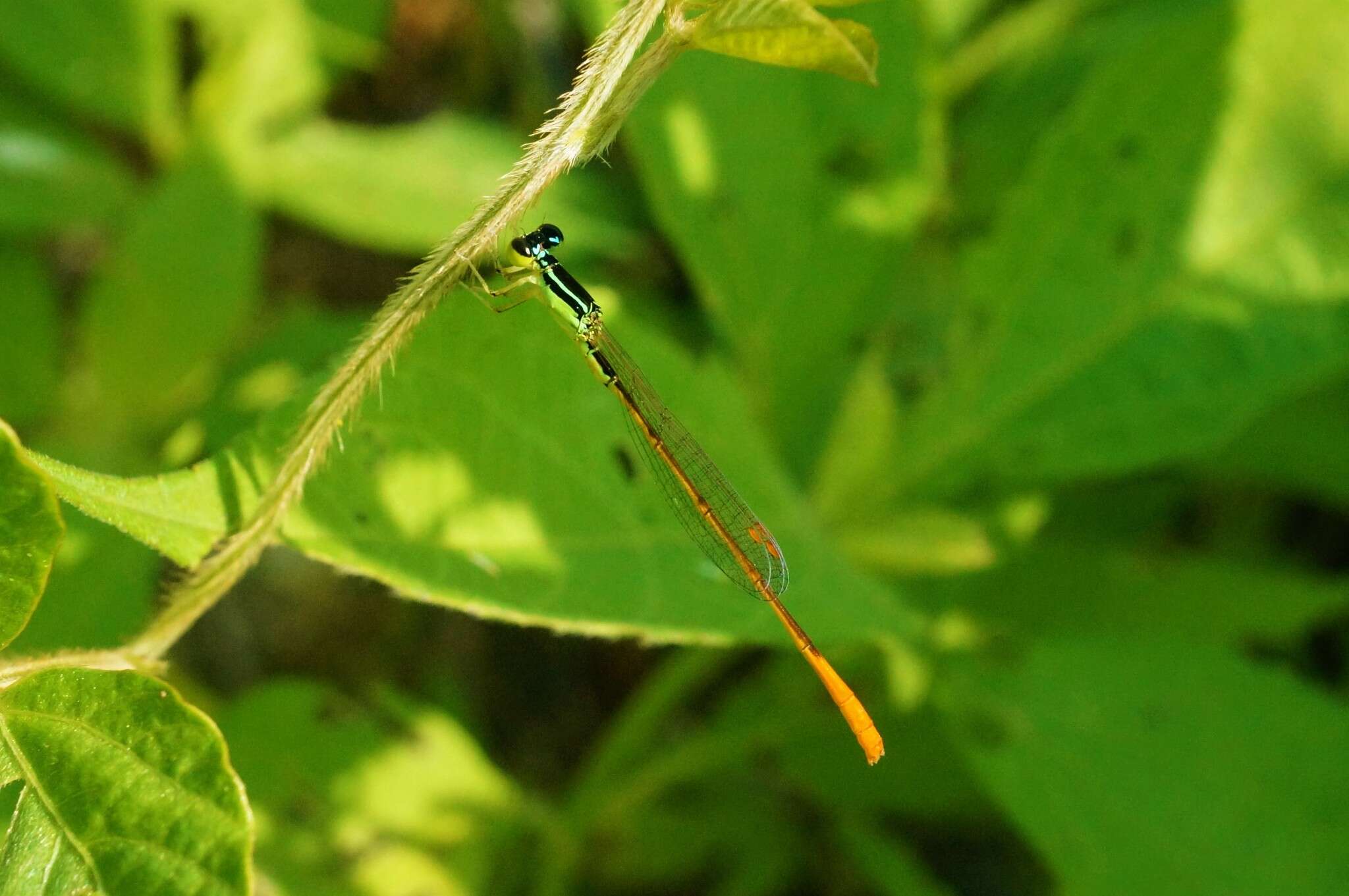 Image of Mortonagrion selenion (Ris 1916)