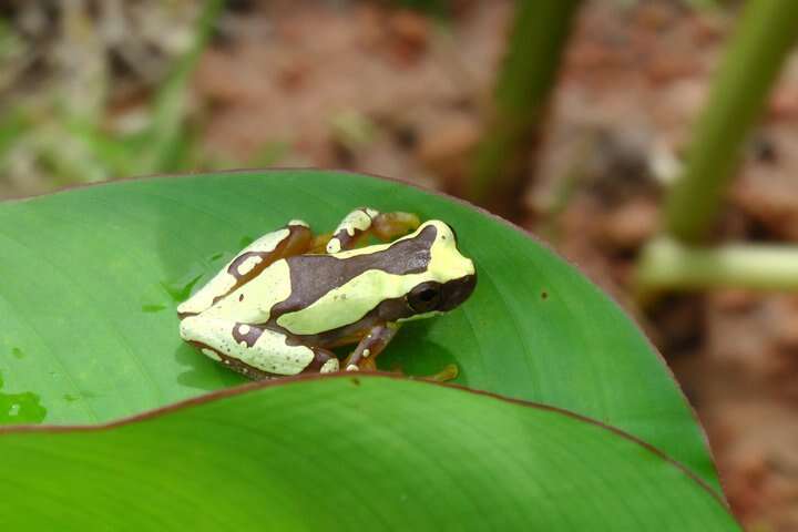 Image of Hourglass Treefrog