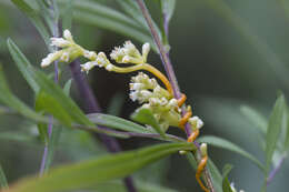 Image of buttonbush dodder