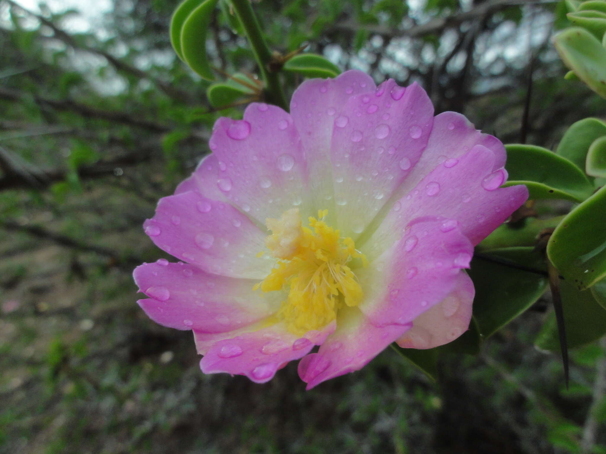 Image of Pereskia bahiensis Gürke