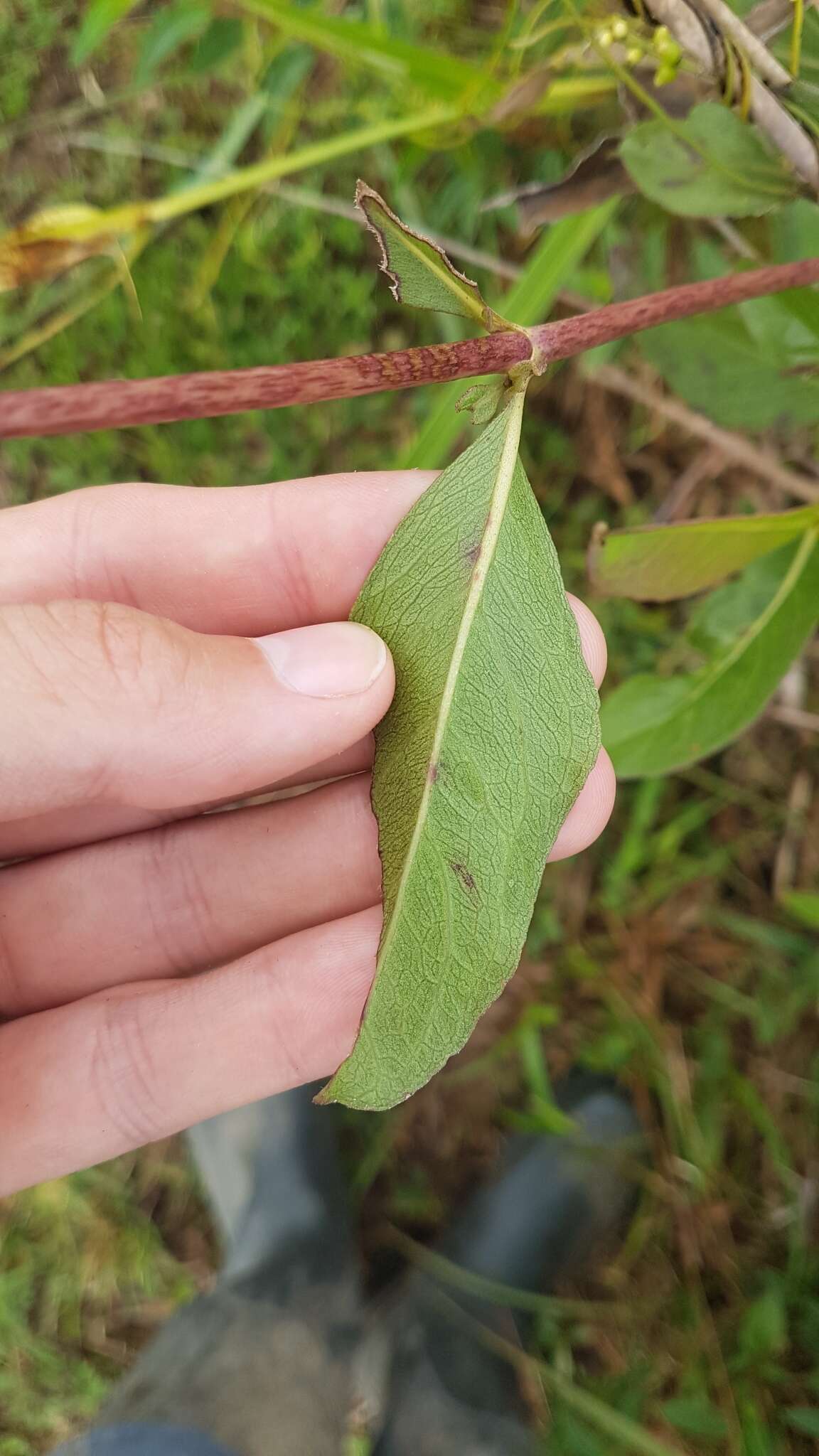 Plancia ëd Ayapana amygdalina (Lam.) R. King & H. Rob.