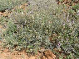 Imagem de Astragalus arizonicus A. Gray