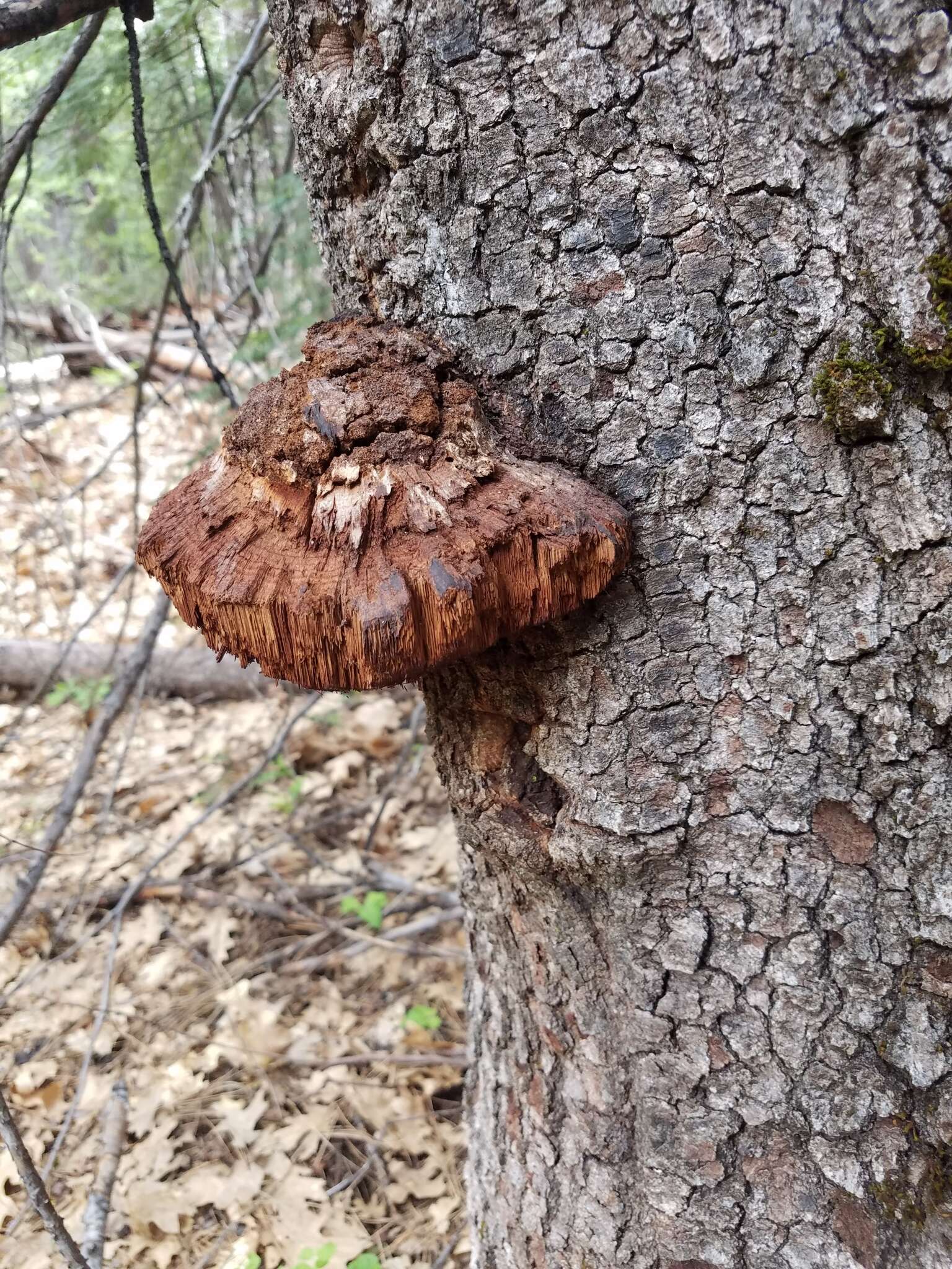 Plancia ëd Echinodontium