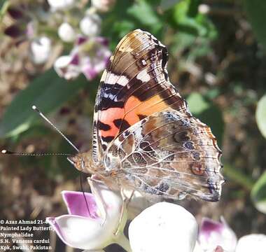 Image of Asian Admiral