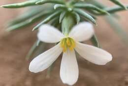 Image of Nuttall's linanthus