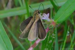 Image of Neamathla Skipper