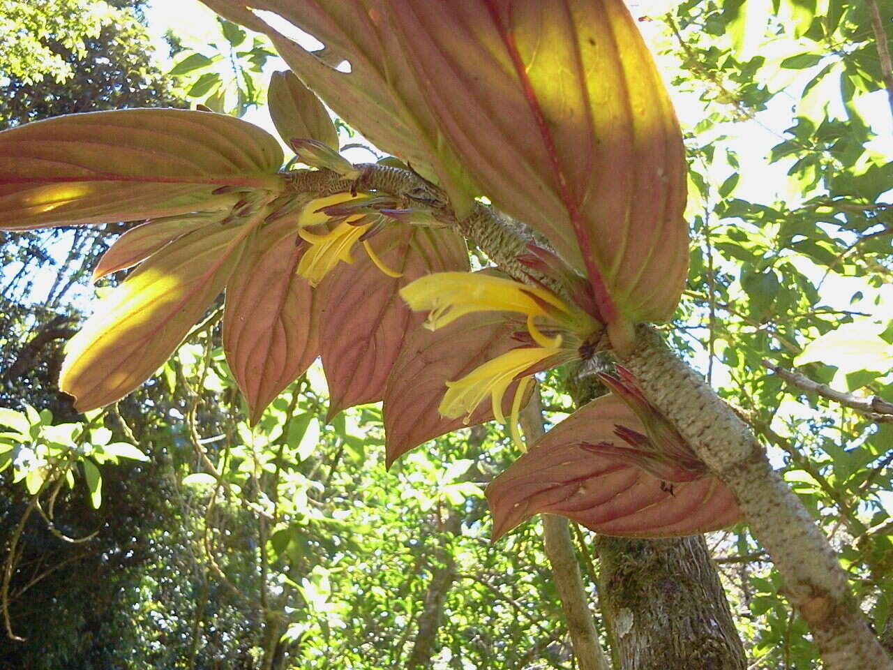 Image of Columnea verecunda C. V. Morton