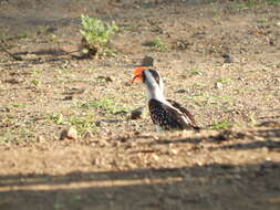 Image of Jackson's Hornbill