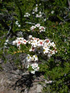 Escallonia virgata (Ruiz & Pavón) Pers. resmi