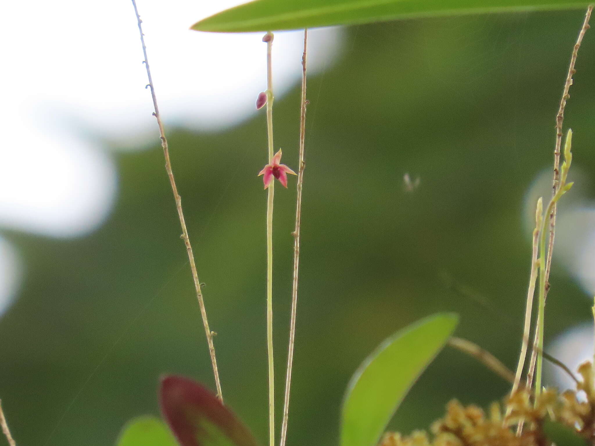 Image de Platystele consobrina Luer